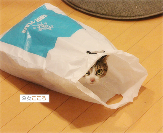 女王は、箱だけじゃない!_a0389088_18154266.jpg