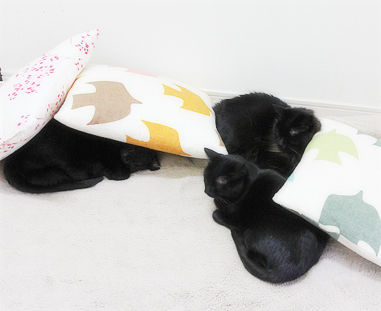 猫の防寒対策 ちいさなチカラ