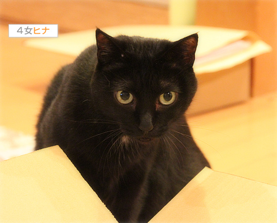 みつきの本ができました！_a0389088_18155488.jpg