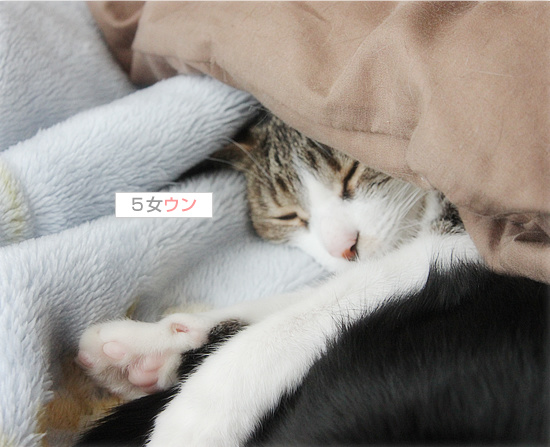 黒猫の白い足_a0389088_18155816.jpg