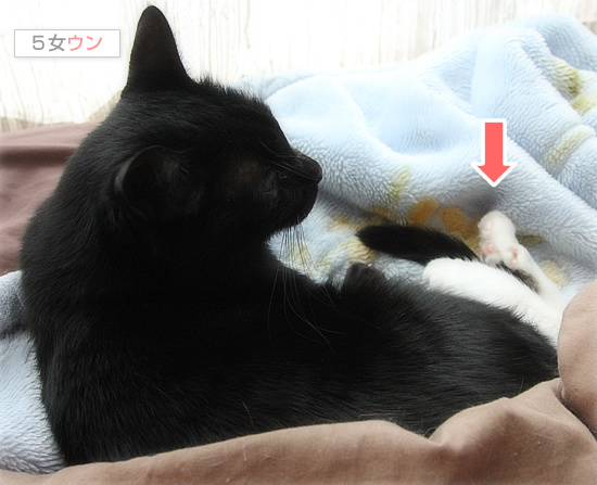 黒猫の白い足_a0389088_18155838.jpg