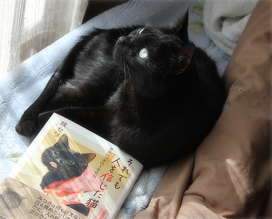猫の虐待をなくしたい_a0389088_18160418.jpg