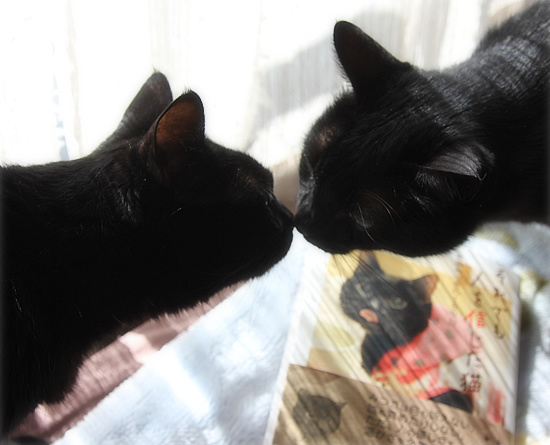 猫の虐待をなくしたい_a0389088_18160450.jpg
