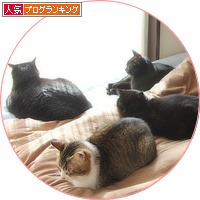 猫の虐待をなくしたい_a0389088_18160470.jpg