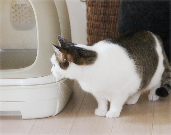 大人もこっそり・・・_a0389088_18161200.jpg