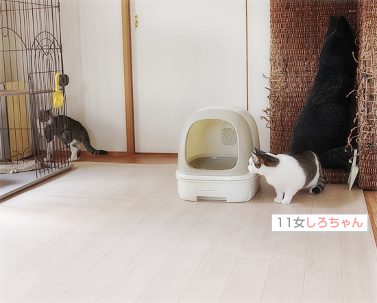 大人もこっそり・・・_a0389088_18161237.jpg