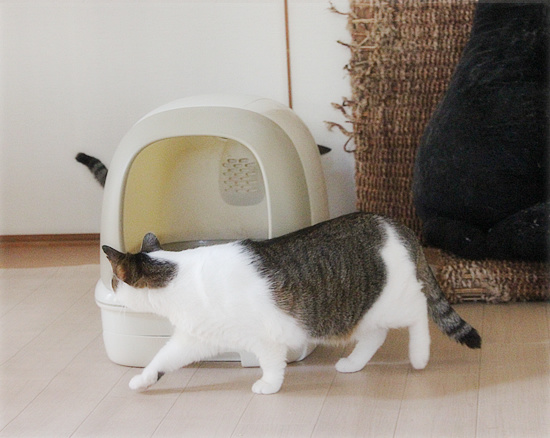 大人もこっそり・・・_a0389088_18161344.jpg