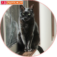 同じ猫のはずなのに_a0389088_18163511.jpg