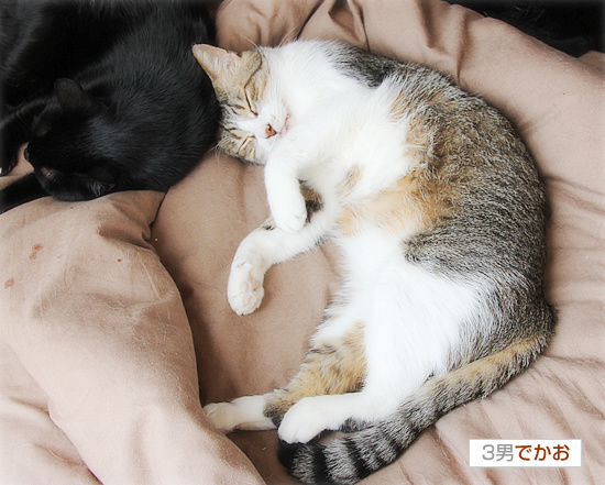 春の猫は_a0389088_18165548.jpg