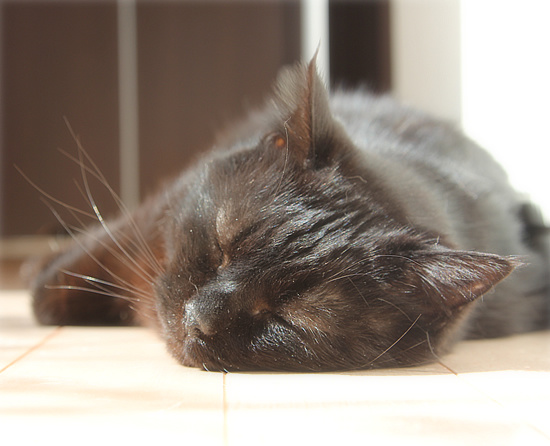 春の猫は_a0389088_18165552.jpg
