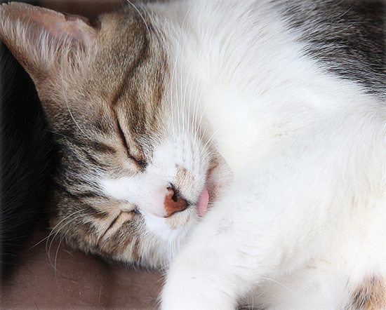 春の猫は_a0389088_18165667.jpg