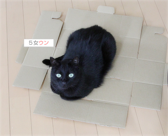 新たな策を考えた_a0389088_18175369.jpg