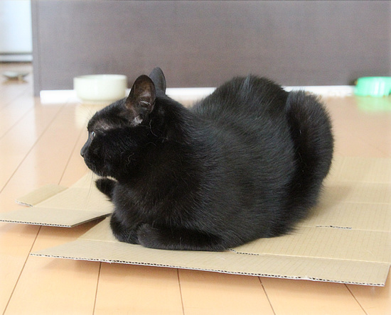 新たな策を考えた_a0389088_18175395.jpg
