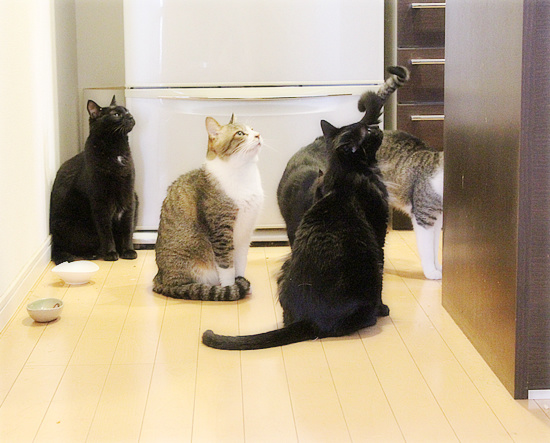 猫の島_a0389088_18175735.jpg