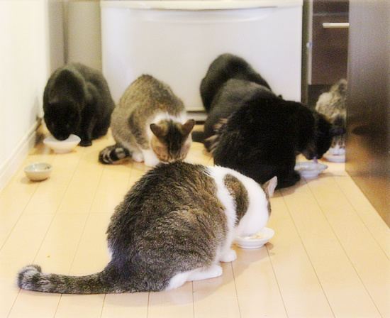 猫の島_a0389088_18175751.jpg