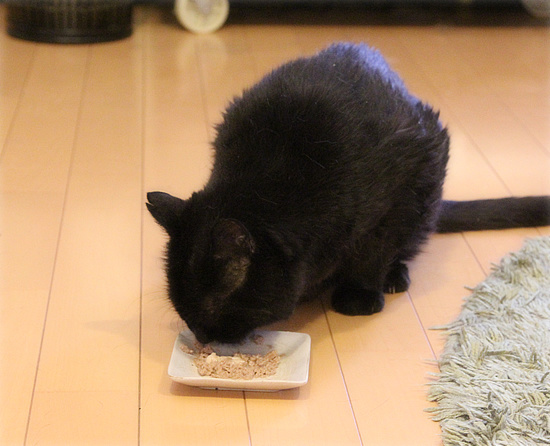 猫の島_a0389088_18175761.jpg