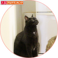 猫の島_a0389088_18175788.jpg
