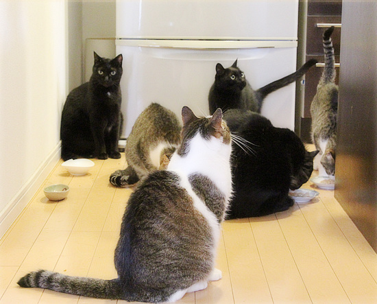 猫の島_a0389088_18175794.jpg