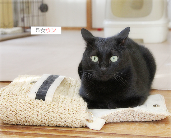 それぞれの言い訳_a0389088_18180018.jpg