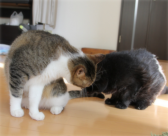 愛が重すぎて_a0389088_18180138.jpg