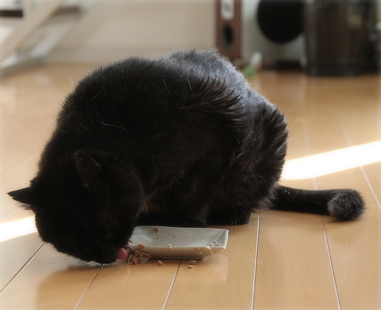 死にかけていた猫_a0389088_18180224.jpg