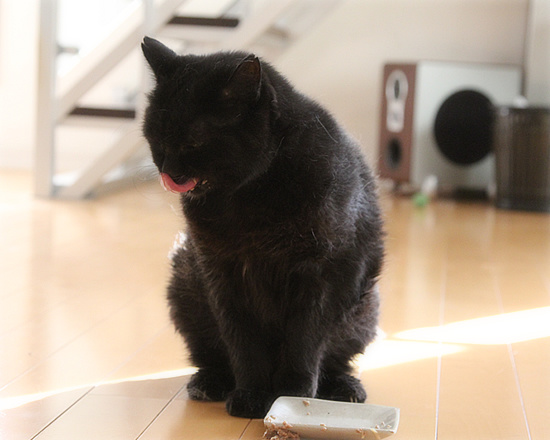死にかけていた猫_a0389088_18180227.jpg