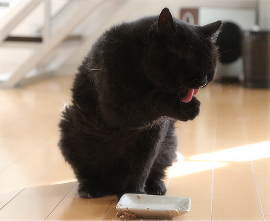 死にかけていた猫_a0389088_18180246.jpg