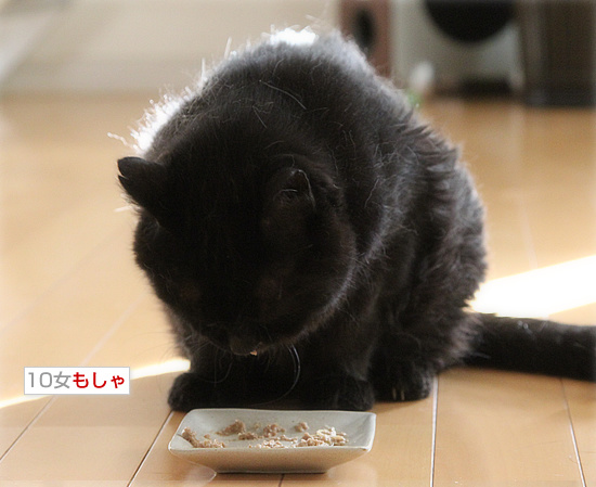 死にかけていた猫_a0389088_18180280.jpg