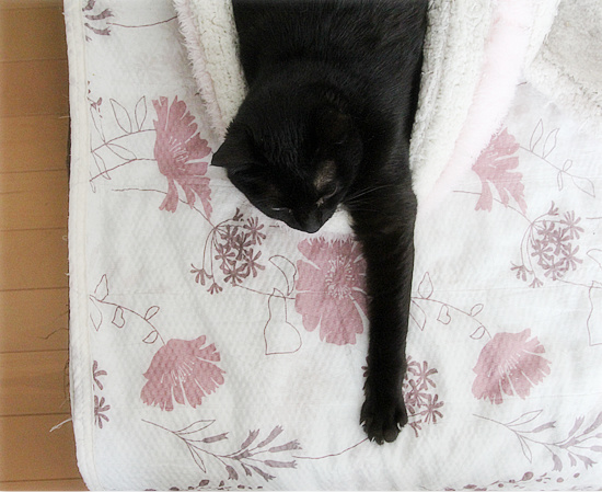 長い猫_a0389088_18180637.jpg