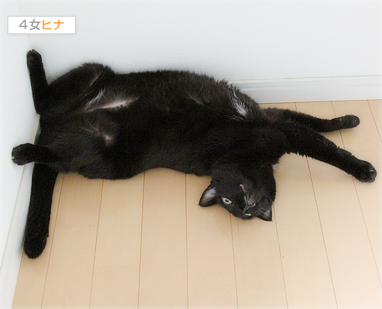 長い猫_a0389088_18180638.jpg