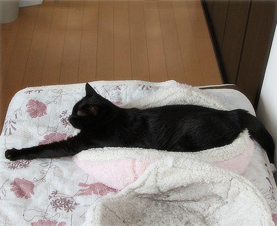 長い猫_a0389088_18180652.jpg