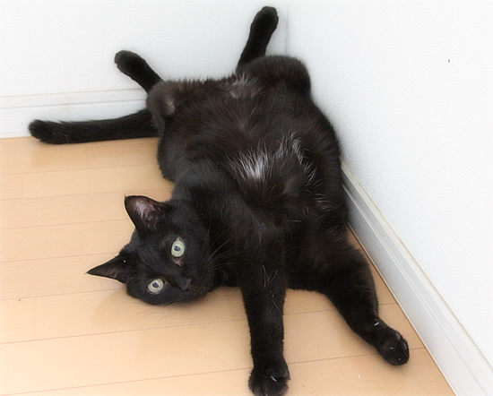 長い猫_a0389088_18180683.jpg