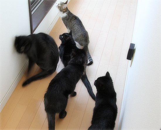 猫的誤報_a0389088_18180833.jpg