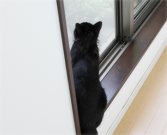 猫的誤報_a0389088_18180897.jpg