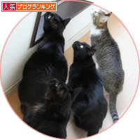 猫的誤報_a0389088_18180980.jpg