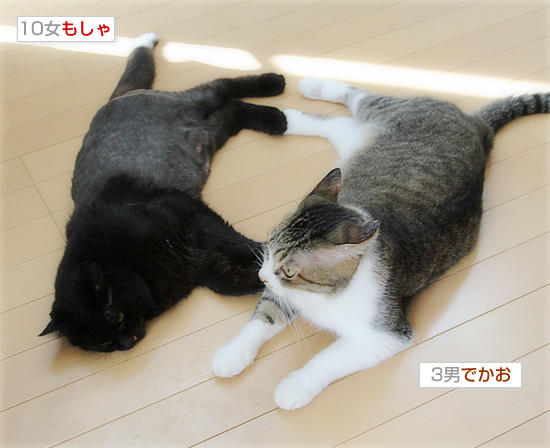 美女は三日で飽きる_a0389088_18183982.jpg