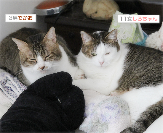 猫は家族!_a0389088_18191450.jpg