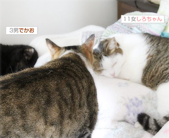 【緊急】飼い主急死…助けを必要としています_a0389088_18191504.jpg