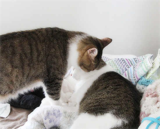 【緊急】飼い主急死…助けを必要としています_a0389088_18191513.jpg
