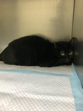 【緊急】飼い主急死…助けを必要としています_a0389088_18191602.jpg