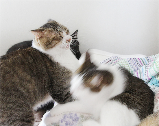 【緊急】飼い主急死…助けを必要としています_a0389088_18191612.jpg