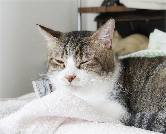 【緊急】飼い主急死…助けを必要としています_a0389088_18191674.jpg