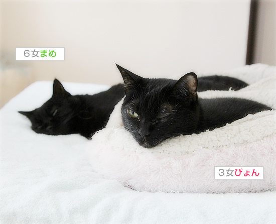 すっかり家族入り_a0389088_18192217.jpg