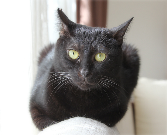 平和という名の猫_a0389088_18193302.jpg
