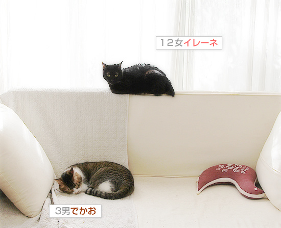 平和という名の猫_a0389088_18193319.jpg