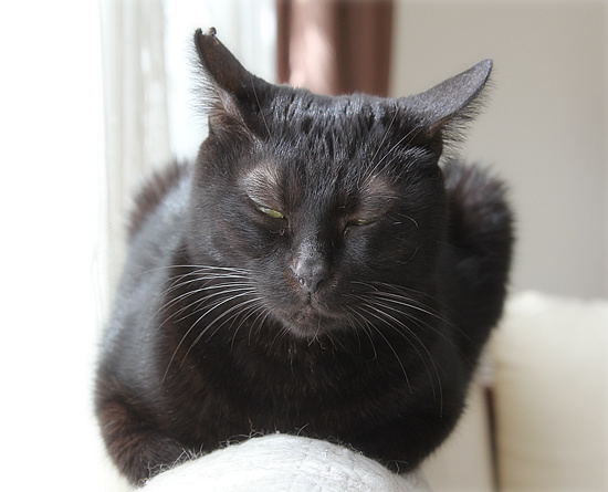 平和という名の猫_a0389088_18193380.jpg