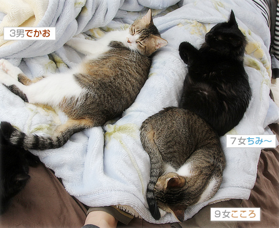 満員ベッド_a0389088_18195744.jpg