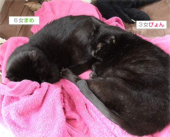 至福の上布団_a0389088_18195947.jpg
