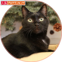 子猫は、箱に入るもの！_a0389088_18201539.jpg