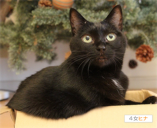 子猫は、箱に入るもの!_a0389088_18201545.jpg